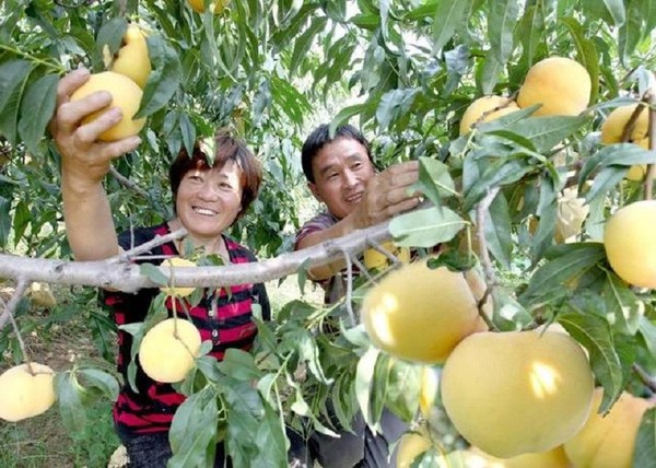 圖為山東省蒙陰縣兩個果農(nóng)收獲蒙陰蜜桃。[照片提供給新華絲路]