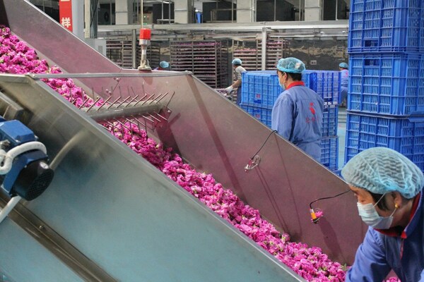 平陰玫瑰生產(chǎn)企業(yè)通過云洲振動篩傳感器檢測鋪花厚度